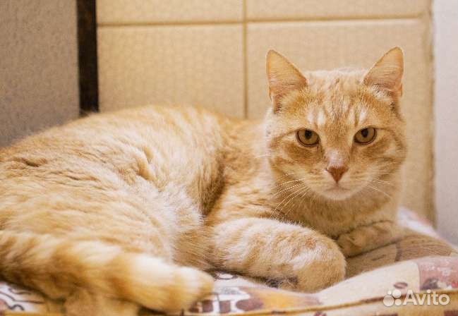 Уютный ласковейший котик Жером ищет дом