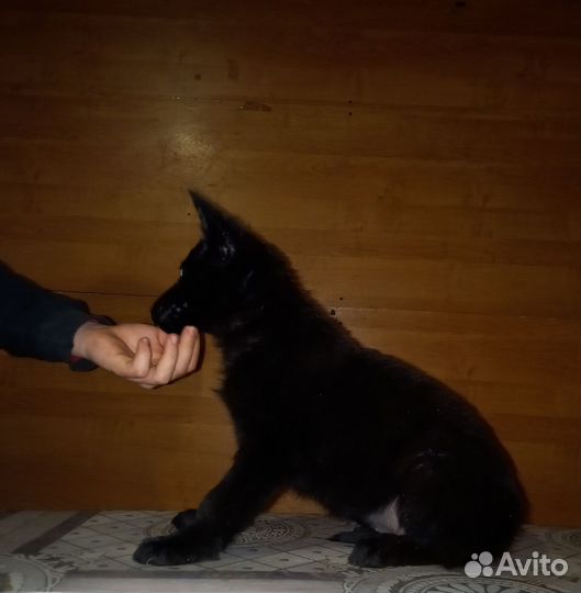Щенки немецкой овчарки