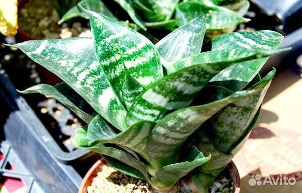 Сансевиерия ханни. Тёщин язык. Щучий хвост