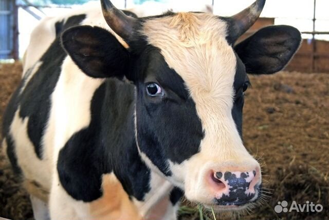 Оператор машинного доения