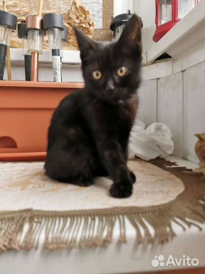 Малышка пряталась от ливня под машиной