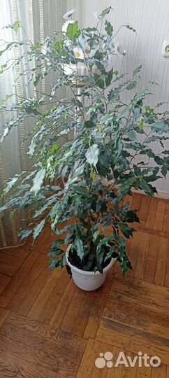 Фикус бенджамина большой, пышный цветок, в подарок