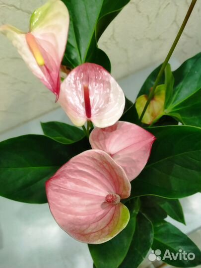 Антуриум Мистик