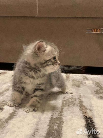 Британские котята
