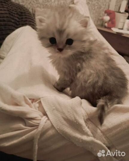 Шотландская