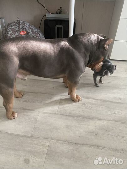 Американский булли вязка