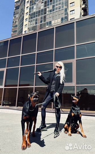 Доберман для фотоссесии