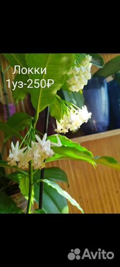 Хойя Лакуноза, Тсанги, Каудата и тд