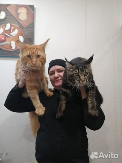 Коты на вязку