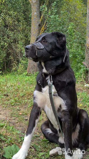 Собака в добрые руки отдам бесплатно