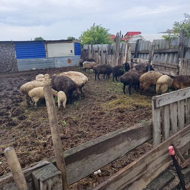 Овцы бараны ягнята курдючные