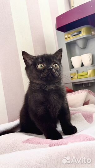 Шотланский котенок