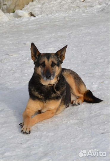 Собака в добрые руки