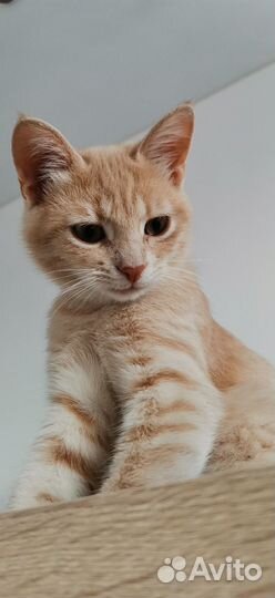 Котенок мальчик персиковый очень ласковый