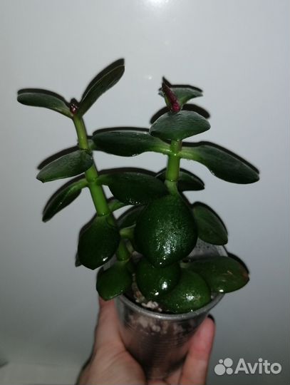 Денежное дерево