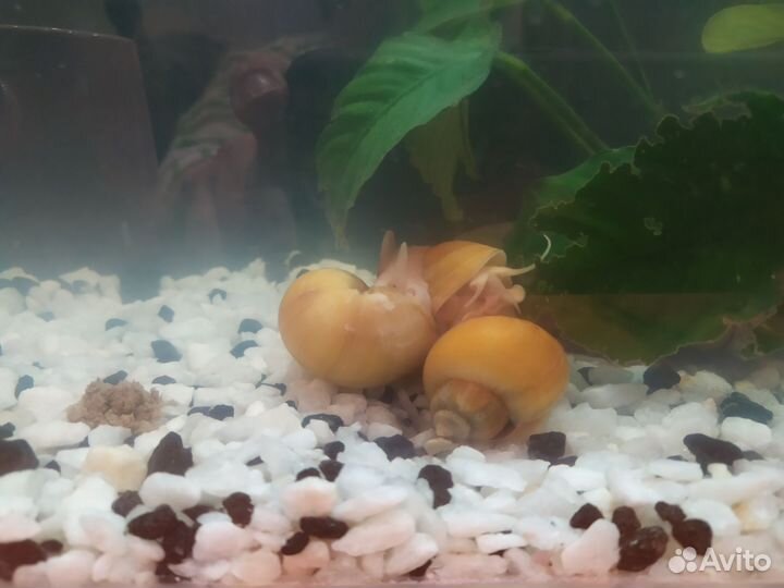 Детки желтых ампулярий