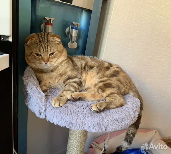 Шотландская