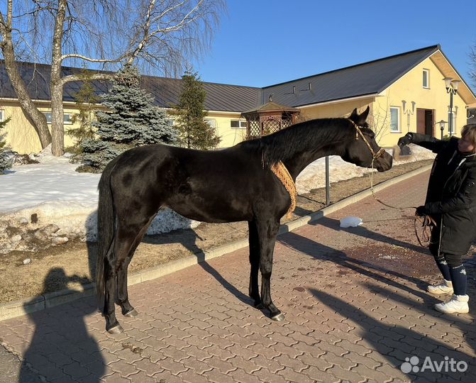 Вороная арабская кобыла импортное происхождение