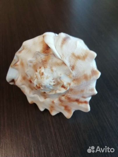 Ракушка