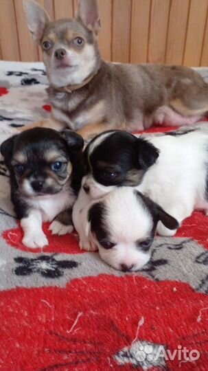 Щенки чихуахуа