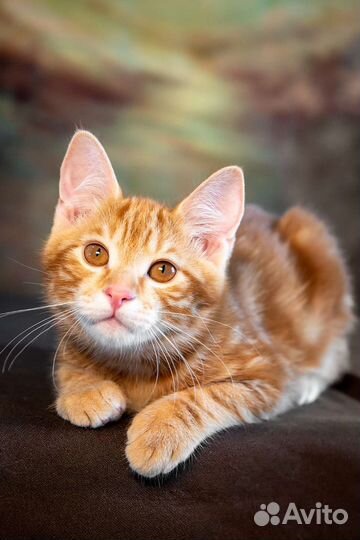 Красивые курильские бобтейлы