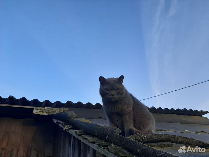 Котик британец или шотландец