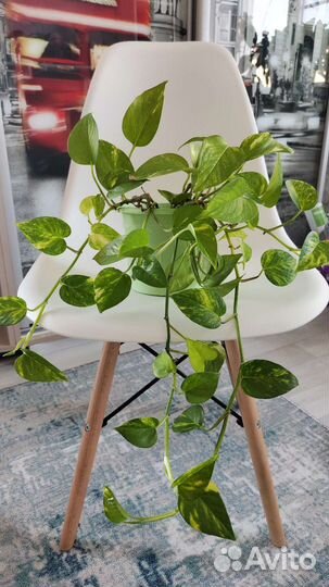 Сциндапсус