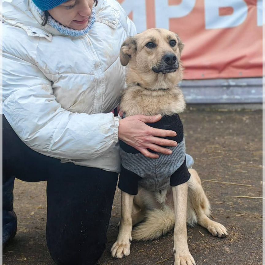 Молодая собака подросток в добрые руки бесплатно