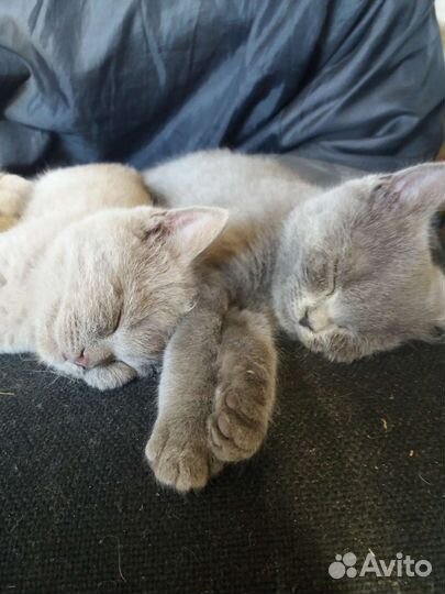 Котята британские 3 месяца