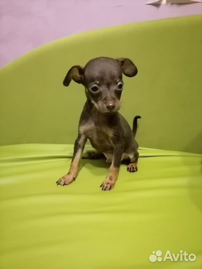 Той-терьер мальчики