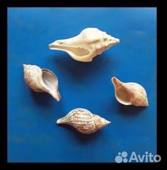 Раковины в небольшом количестве