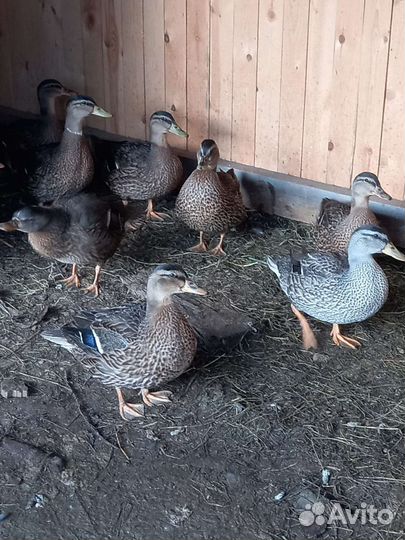 Утки подсадные для охоты