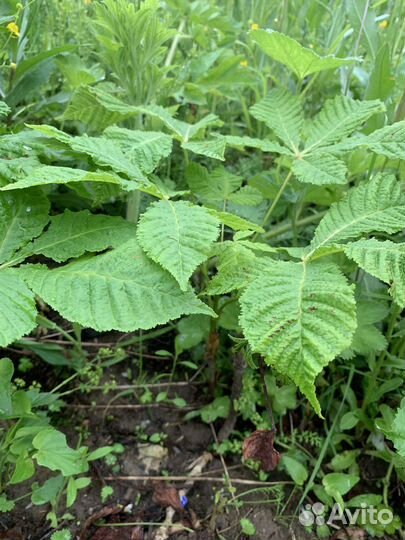 Каштан конский