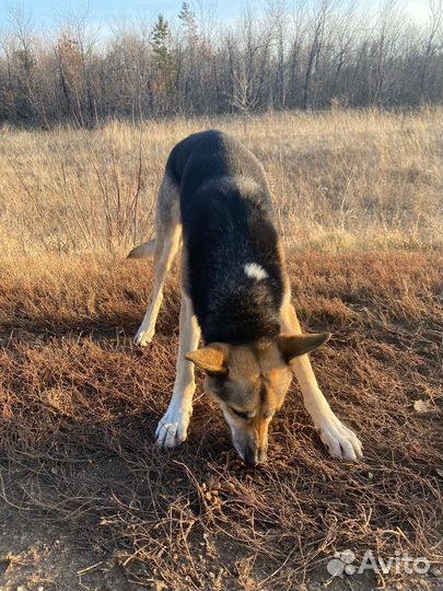 Собака в добрые руки