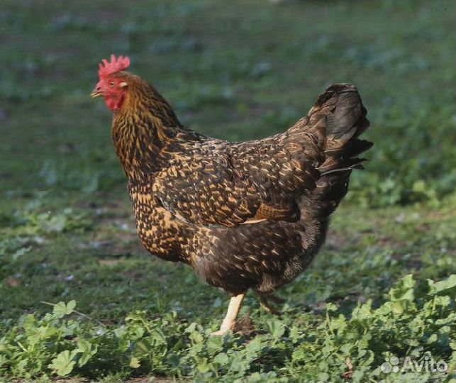 Куры несушки Белые