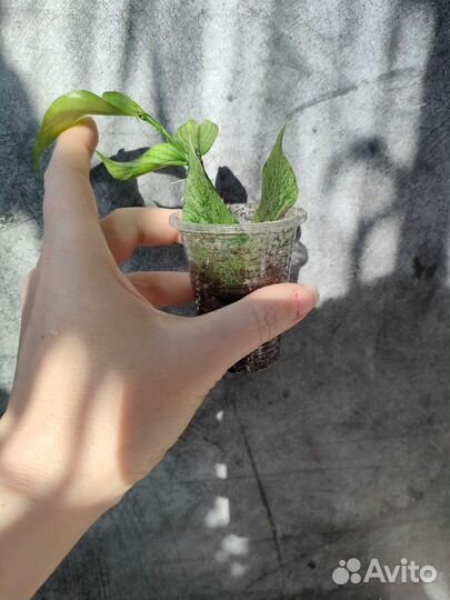 Хойи полинейра броджест и другие