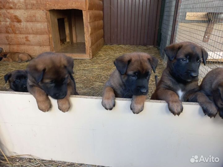 Щенки Бельгийской овчарки Малинуа