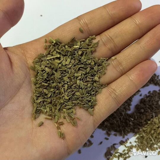 Семена чернушки лука, моркови, свеклы