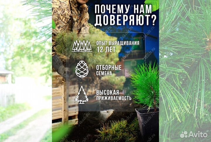 Саженцы кедра от производителя