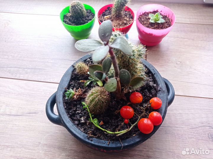 Кактусы и суккуленты