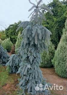 Семена редких хвойных- Инверса Хупси и другие