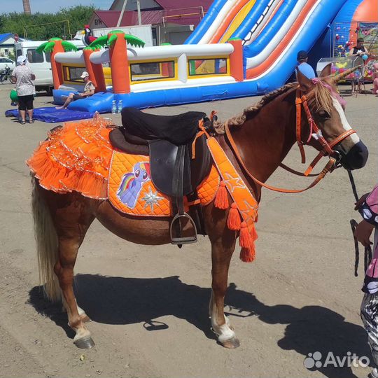 Пони и лошади на выездные мероприятия
