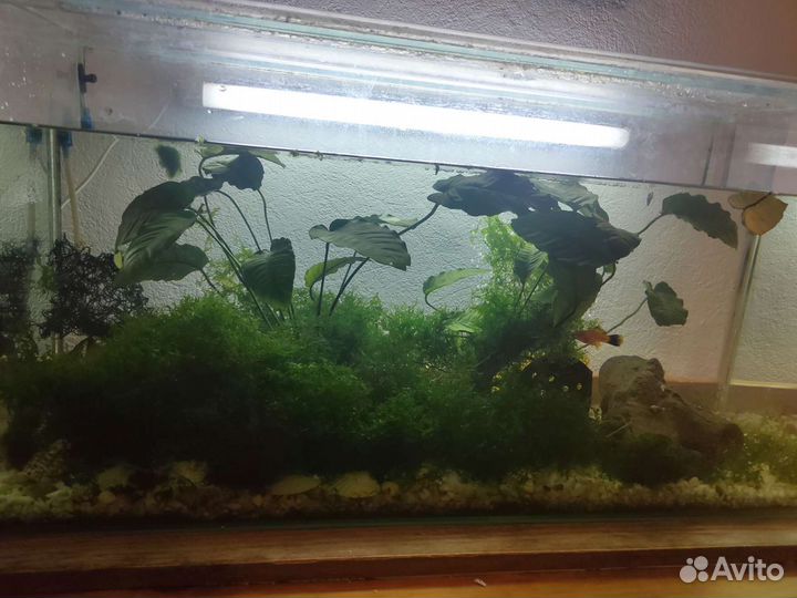 Аквариум в сборе