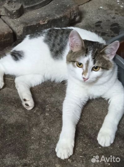 Котята в добрые руки бесплатно