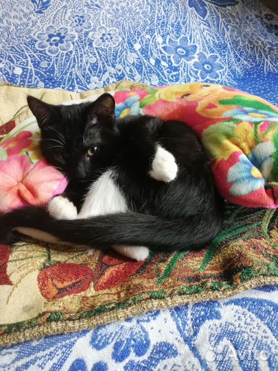 Кошечка 4 месяца