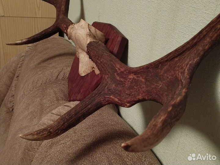 Рога лося на медальоне