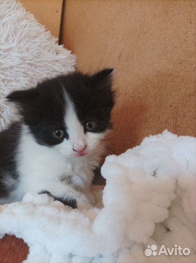 Отдам котят