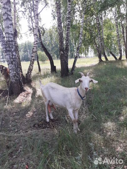 Козы дойные молочные