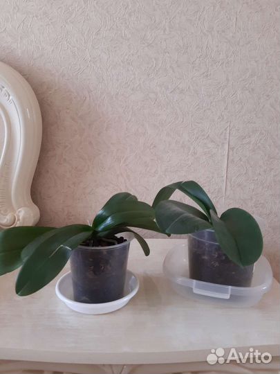 Орхидея фаленопсис