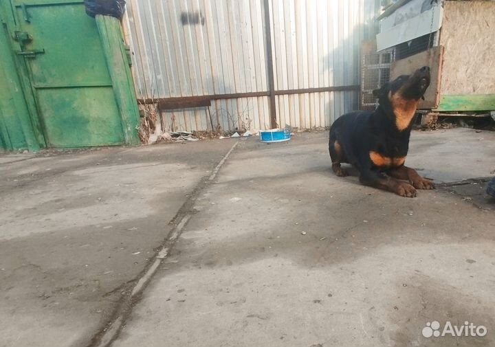 Отдам бесплатно Ягдтерьера